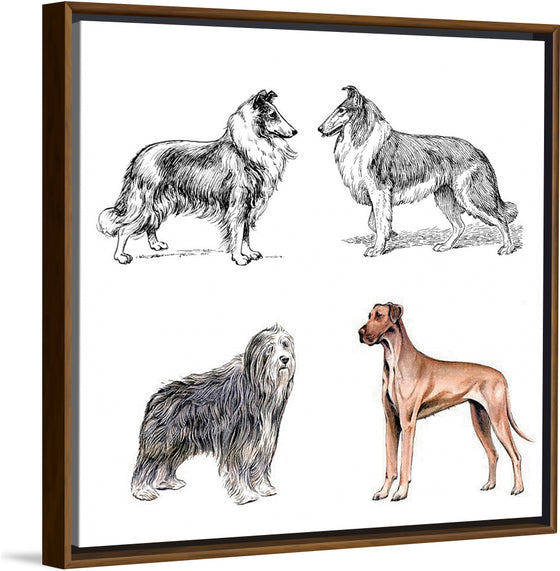 "Collie, Great Dane", Bearded Collie