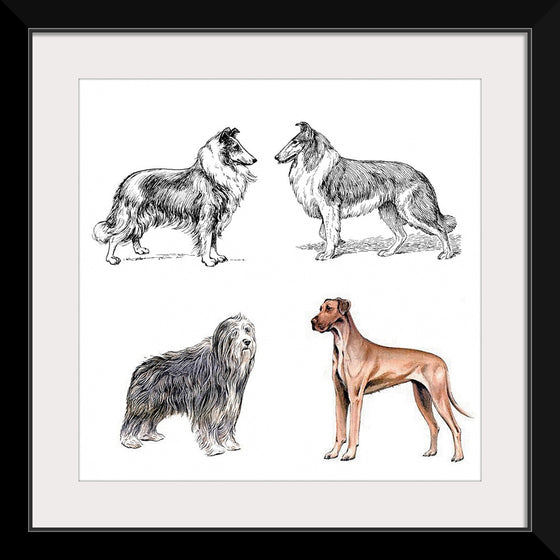 "Collie, Great Dane", Bearded Collie