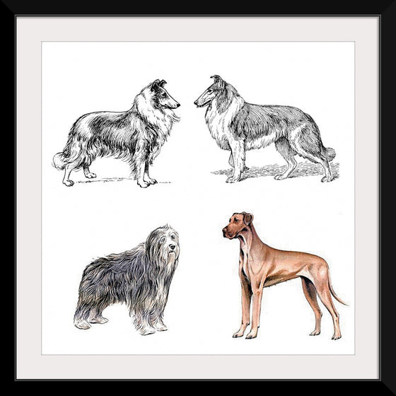 "Collie, Great Dane", Bearded Collie