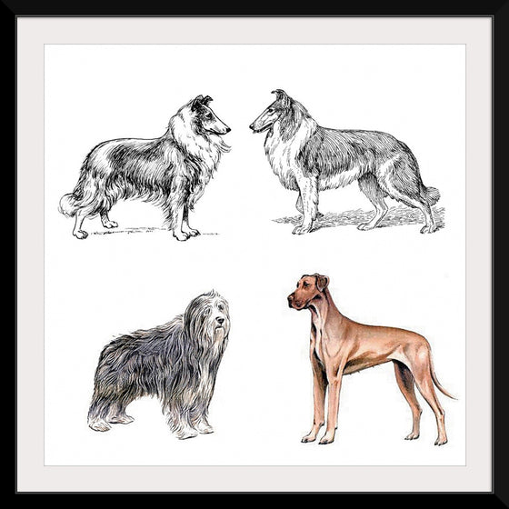 "Collie, Great Dane", Bearded Collie