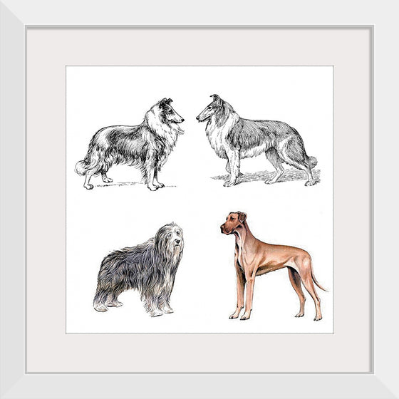 "Collie, Great Dane", Bearded Collie