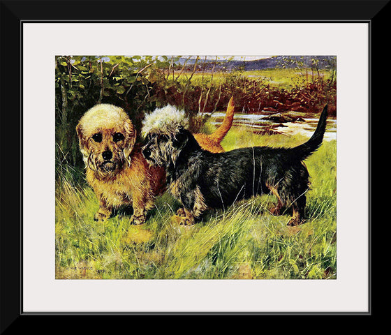 "Two Dandie Dinmont Terriers"