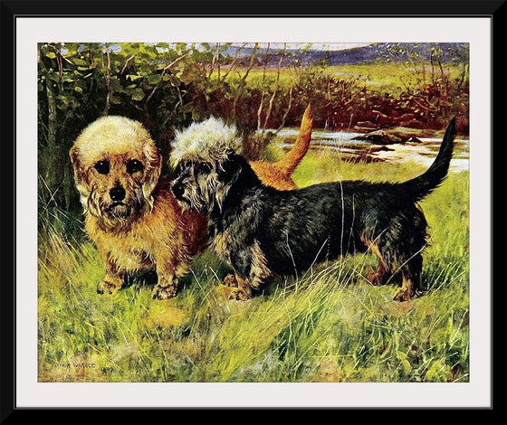 "Two Dandie Dinmont Terriers"