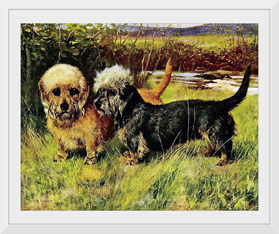 "Two Dandie Dinmont Terriers"