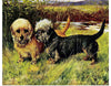 "Two Dandie Dinmont Terriers"