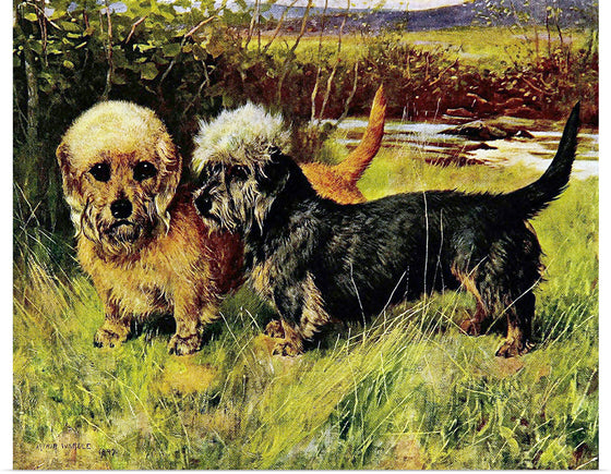 "Two Dandie Dinmont Terriers"