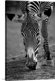  This exquisite print, titled “Stripes of the Wild,” captures the raw elegance and intricate patterns of a zebra. The close-up photograph showcases the iconic black and white stripes with stunning clarity, bringing this majestic creature to life on your wall. The zebra’s head is lowered, adding a sense of motion as if it’s grazing peacefully. Set against a blurred background, the zebra takes center stage, embodying a dance between light and shadow.