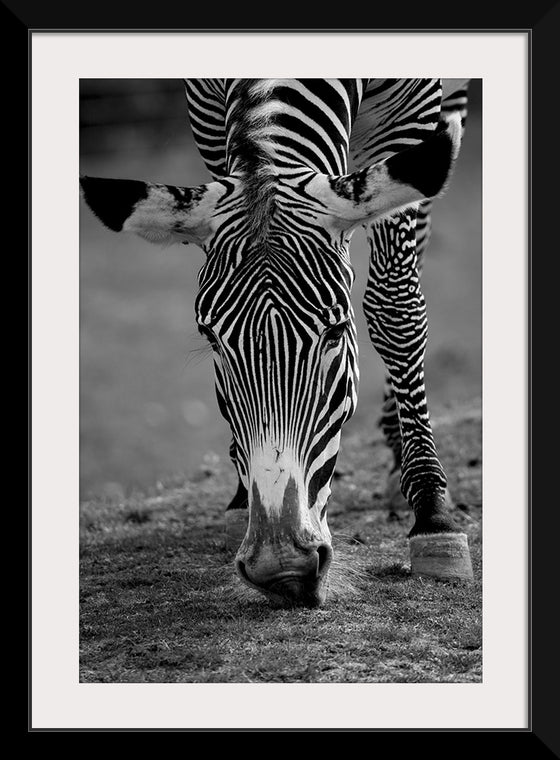 “Stripes of the Wild”