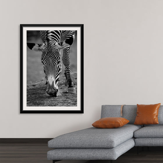 “Stripes of the Wild”