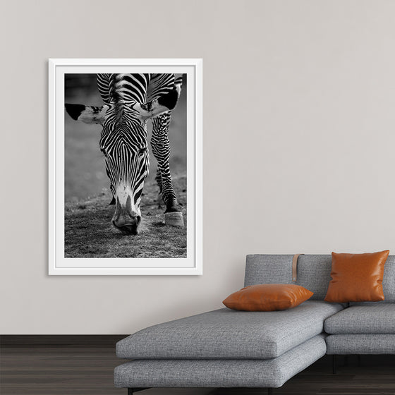 “Stripes of the Wild”