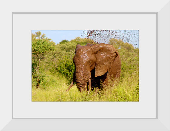 "Muddy Elephant"