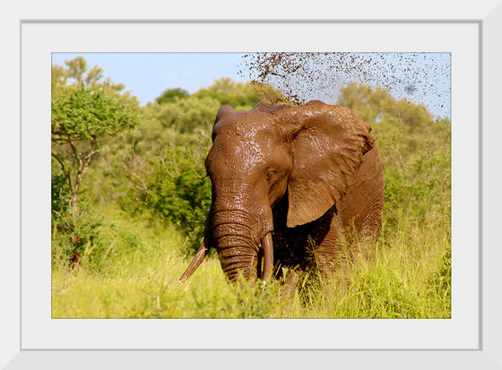 "Muddy Elephant"