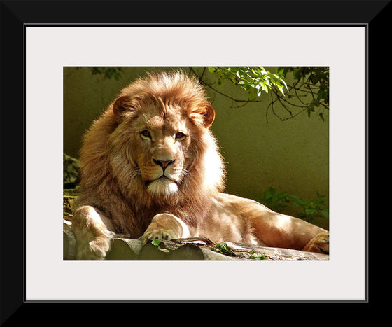 "Close-up Portrait of Lion"