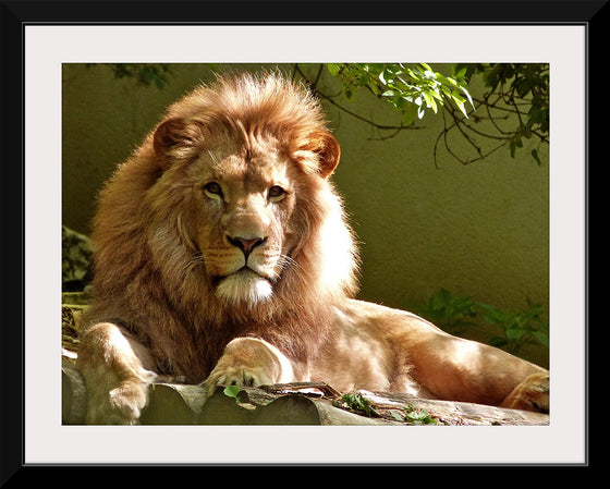 "Close-up Portrait of Lion"