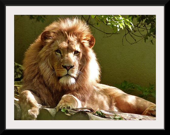 "Close-up Portrait of Lion"