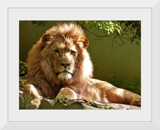 "Close-up Portrait of Lion"