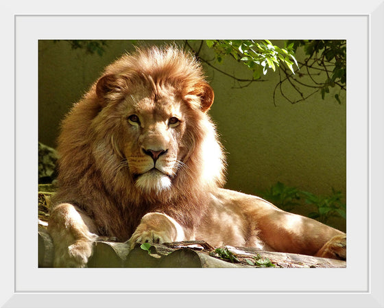 "Close-up Portrait of Lion"