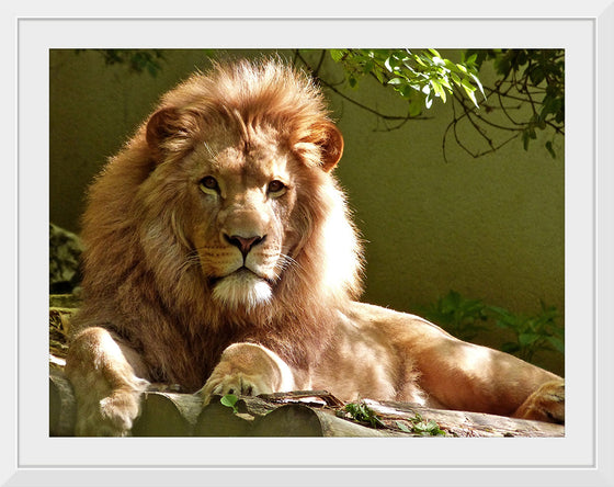 "Close-up Portrait of Lion"