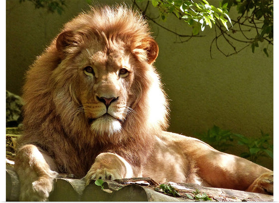 "Close-up Portrait of Lion"