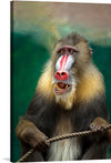 This striking photograph of a baboon sitting with a rope and with its mouth open is a must-have for any fan of modern art or animal-themed artwork.