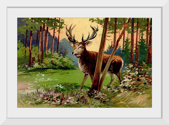 "Deer in the Forest"