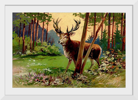 "Deer in the Forest"