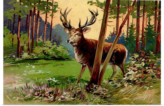 "Deer in the Forest"