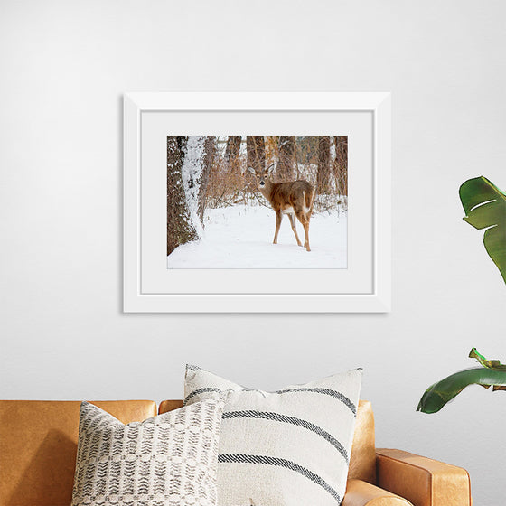 "Deer in the Woods"