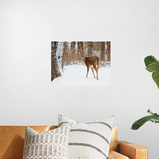 "Deer in the Woods"