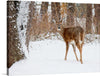 This beautiful print features a deer in a snowy forest. The deer is standing in the snow, looking directly at the camera. The background is filled with trees and snow, creating a peaceful and serene atmosphere. This print would make a great addition to any nature lover’s collection.