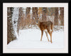 "Deer in the Woods"