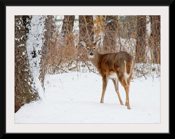 "Deer in the Woods"