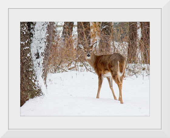 "Deer in the Woods"