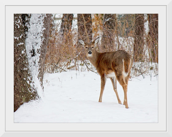 "Deer in the Woods"