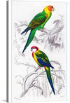 “Bird Art” is a meticulously crafted print that captures the vibrant essence and intricate details of two majestic parrots perched amidst lush foliage. Every feather, every hue, and every graceful curve is rendered with exquisite precision, inviting viewers into a serene natural sanctuary. The harmonious blend of the vivid colors of the parrots against the delicately sketched backdrop creates a visual symphony that sings of the untamed beauty residing within nature’s silent corners.
