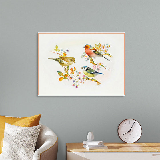 "Birds Blue Tit Chaffinch Greenfinch"