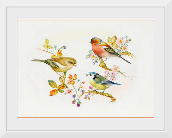 "Birds Blue Tit Chaffinch Greenfinch"