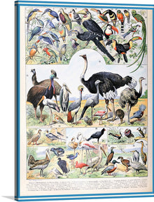  Adolphe Millot’s “Birds” is a stunning collection of vintage natural history posters that capture the beauty of birds in intricate detail. The artwork features a series of illustrations of various bird species, each labeled individually. The posters were originally created for the French encyclopedia “Nouveau Larousse Illustré” in the early 20th century. 