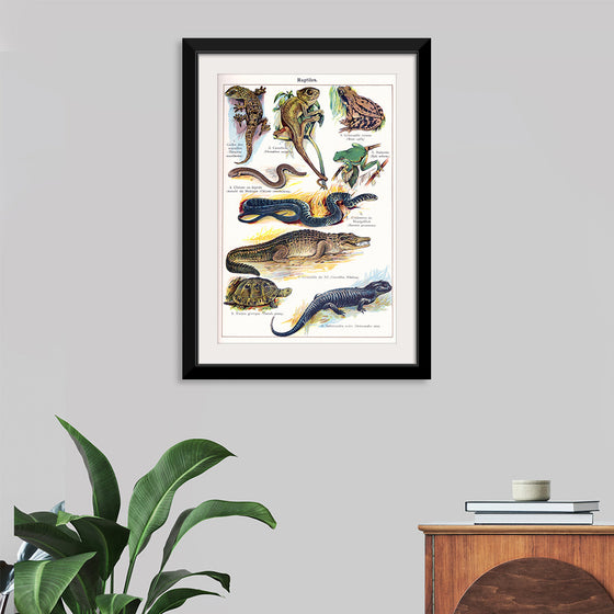 "Vintage Art of Reptiles"