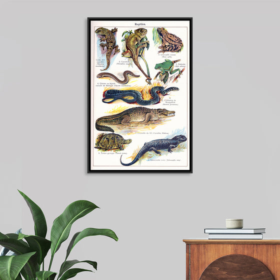 "Vintage Art of Reptiles"