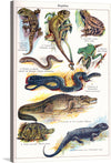 This print is a captivating fusion of art and science, meticulously reproducing a vintage illustration of various reptiles. Each creature, from the intricately patterned gecko to the formidable Nile crocodile, is rendered with astonishing detail and accuracy. Not only does this artwork serve as an elegant piece of decor, but it also doubles as an educational tool, with each species labeled with its scientific name.