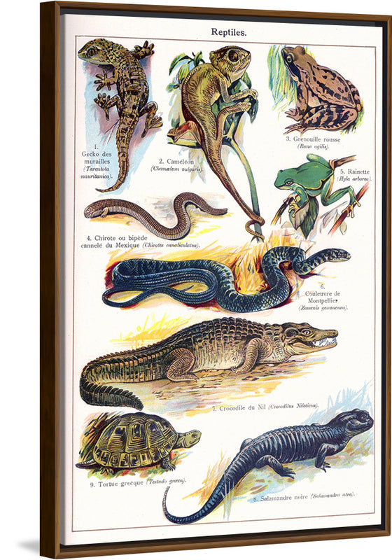 "Vintage Art of Reptiles"