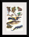 "Vintage Art of Reptiles"