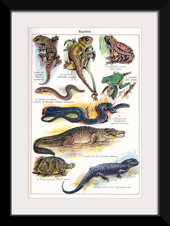 "Vintage Art of Reptiles"