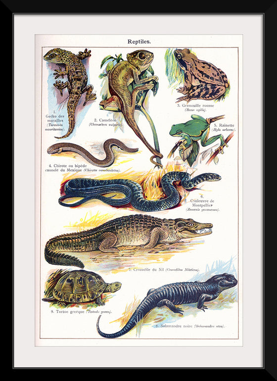 "Vintage Art of Reptiles"