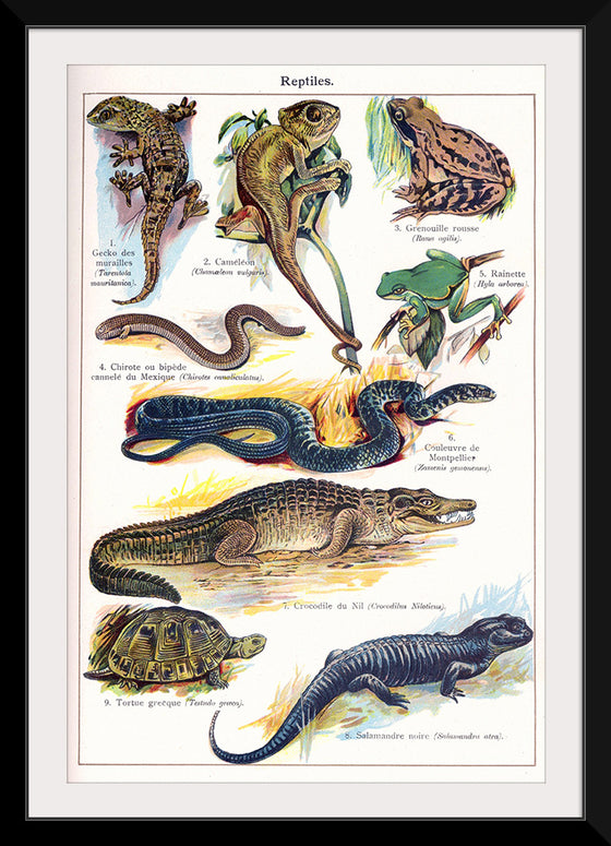 "Vintage Art of Reptiles"