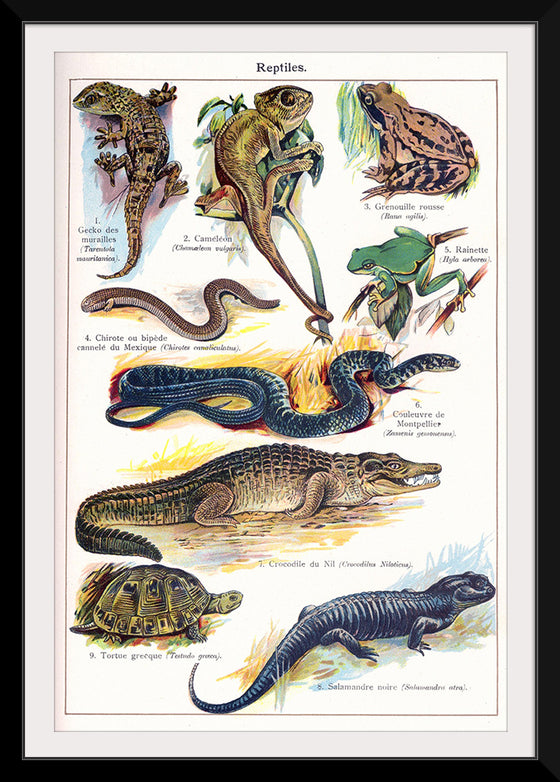 "Vintage Art of Reptiles"