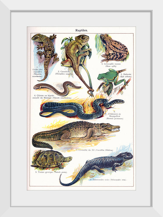 "Vintage Art of Reptiles"