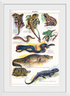 "Vintage Art of Reptiles"