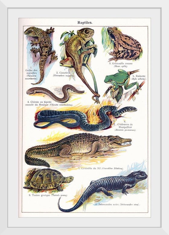 "Vintage Art of Reptiles"